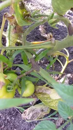 S7307842.webp