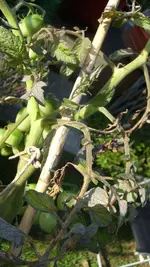 S7307835.webp