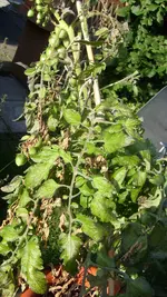 S7307834.webp