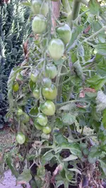 S7307836.webp