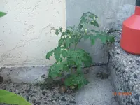 CIMG3131.webp
