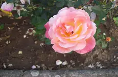 Blüte Rose 2.webp