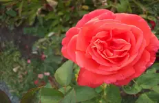Blüte Rose 3.webp