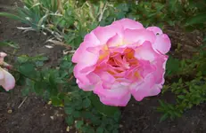 Blüte Rose 4.webp