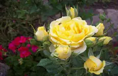 Blüte Rose 5.webp