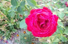Blüte Rose 6.webp