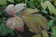 2012_0817Sommer0002.webp