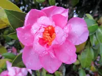 Copy of IMG_2521v.webp