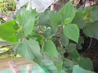 IMG_0583.webp