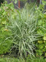 Phalaris arundinacea.webp