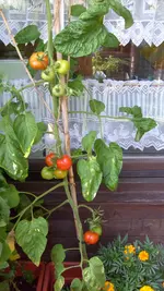 S7307848.webp