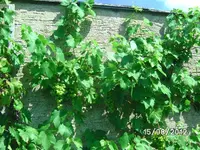 BILD1350.webp
