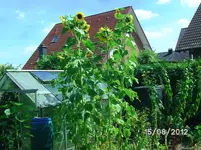 BILD1353.webp