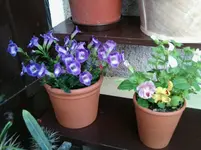 Gauklerblume.webp