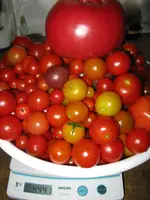 IMG_9093 NIEDER.webp