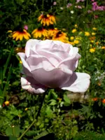 SDC14876.webp