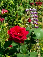 SDC14879.webp