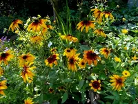 SDC14849.webp