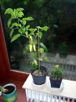 12.08.17-paprika-angeblich-naschzipfel-A.webp