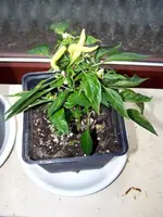 12.08.17-paprika-naschzipfel.webp