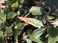 Foto 4.webp