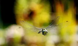 L2_smaller.webp