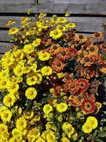 IMG_0482.webp