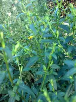 IMG_0473.webp