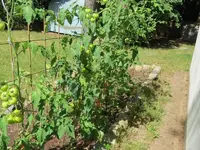 Freilandtomaten.webp