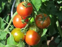 K800_Tigerella_1.webp