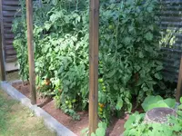 K800_Tomatendach_1.webp
