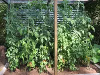 K800_Tomatendach_2.webp