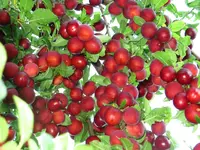 prunus_2.webp