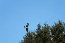2012_0818Sommer0003.webp