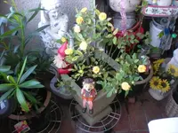 Rose am 19.8.12.webp