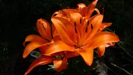 024.webp