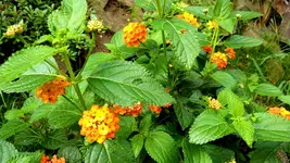 026.webp