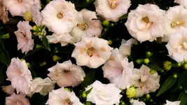 027.webp