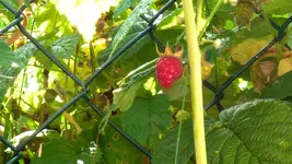 028.webp