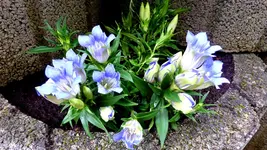 032.webp