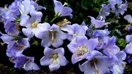 033.webp