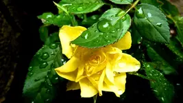 036.webp