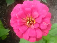 Zinnie.webp
