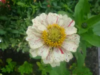 Zinnie (2).webp