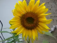 Sonnenblume.webp