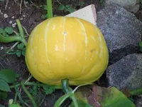 K800_Muskatkürbis_1.webp