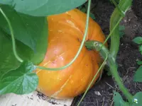 K800_Muskatkürbis_2.webp