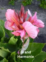 26.webp