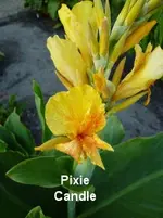 39 (2).webp