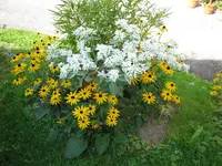 IMG_0441.webp